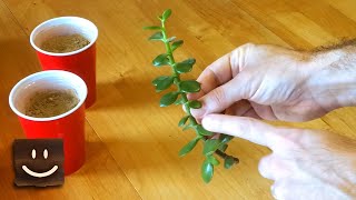 Propagating jade plants using branches stems and leaves [upl. by Aelegna459]