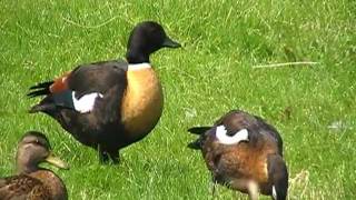 australian shelduck [upl. by Quennie430]