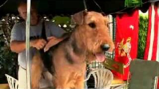 Dogs 101 Airedale Terrier [upl. by Atima]