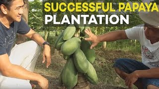 Papaya Farming Successful Papaya Plantation of Former OFW  Farming is Better than Working Abroad [upl. by Loos950]