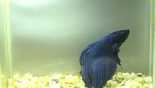 betta fish fish bettafish shorts ep 13 [upl. by Ramhaj273]