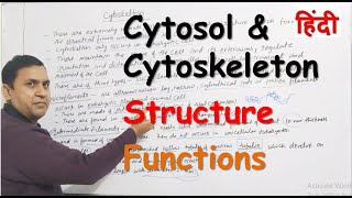 Cytosol and Cytoskeleton in Hindi  Structure  Functions [upl. by Seaver223]