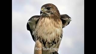 Red Tailed Hawk Call [upl. by Dannon]