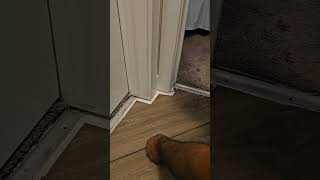 vinyl flooring installation reels follow subscribe youtubeshorts youtube laminateflooring [upl. by Antin]