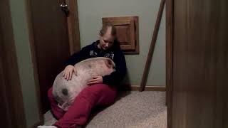 Hamlet the Mini Pig Snuggle Time [upl. by Sylvia]