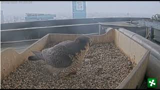 Milaan peregrines did she laid second egg 27022024 [upl. by Llehsram34]