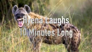 10 Minutes Of Hyenas Laughing  Annoying Sounds [upl. by Wulfe]