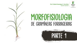 Prof Rafael Reis  Morfofisiologia de Gramíneas Forrageiras  Parte 1 [upl. by Ylrebma]