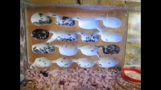 Lasius fuliginosus Беспокойное хозяйство [upl. by Melgar]