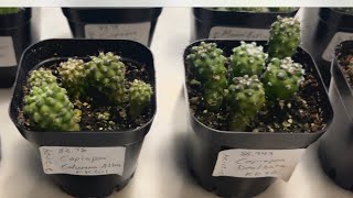 PART 4 MY COPIAPOA CINEREA COLUMNA ALBA 9 MONTH UPDATE RARE CACTUS SEEDLINGS cactus plants [upl. by Trebliw]