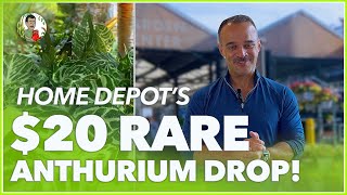 🌿🔥 UNBELIEVABLE Home Depot Drops 20 Super Rare Anthurium Check Out My NEW Plant Wishlist Haul 🌱😱 [upl. by Danas]