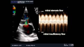 VSD and mitral stenosis and TI in a cat  VSD en mitralis stenose en TI bij een kat [upl. by Yc]