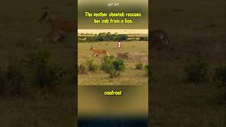 The mother cheetah rescues her cub from a lion lion cheetah animals [upl. by Seldun]