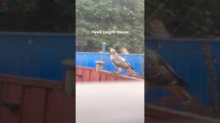 Redtailed hawk caught poor mouse 🐭shorts [upl. by Aknaib]