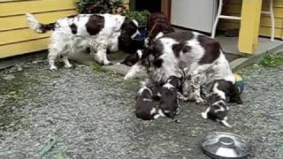 Kennel Merjano D  litter Engelsk Springer Spaniel puppies at 26 days [upl. by Ailaht519]