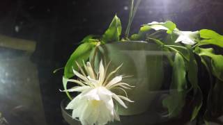 Epiphyllum Oxypetalum Bloom Time Lapse Video taken July 20 2016 [upl. by Siroled]