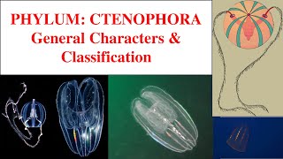 Ctenophora  Phylum Ctenophora  Characters and classification of Ctenophora [upl. by Thomas]