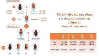 Gènes indépendants gènes liés avec ou sans Crossing over [upl. by Farrington830]