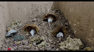 8 Hour Cat TV to Watch 🐭🐹🐁 Mouse squabble playing hide and seek for food 🐹🐁 Cat Tv Mouse [upl. by Hgielrebmik]