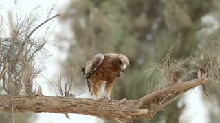 booted eagle السبر [upl. by Linetta]