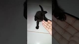 KUCING HITAM OSONG Kucing Sulawesi [upl. by Sosanna]