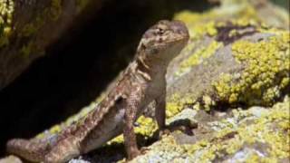 Reptiles amp Amphibians A Documentary Episode 1 Part 1 [upl. by Weisman]