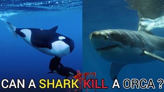 Can a shark defeat a killer whale  TOP FACTS [upl. by Tedder]