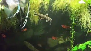 Synodontis Petricola in my planted 55 gallon aquarium [upl. by Haleemaj984]