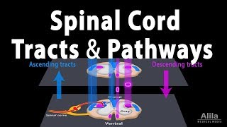 Extrapyramidal and Pyramidal Tracts  Descending Tracts of the Spinal Cord  Includes Lesions [upl. by Oiramat218]