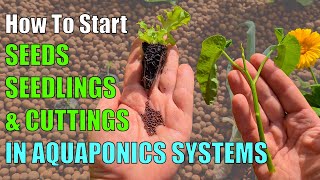 3 Ways to Start Plants in an Aquaponic System [upl. by Novaat415]