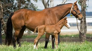 Golden Slipper champions foal a possible future winner [upl. by Eiramnerual]