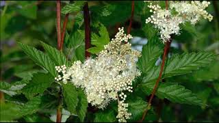 Meadowsweet Health Benefits and Medicinal Uses [upl. by Rednas376]