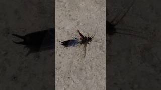 Earwig can fly also  naturelovers insects [upl. by Cherrita]