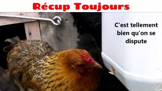 Mangeoire à poule économique anti souris et oiseaux [upl. by Dirtsa]