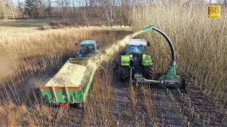 Energieholz  Kurzumtriebsplantage  Holzernte  häckseln mit Claas Ares und John Deere 2650 [upl. by Yoo542]