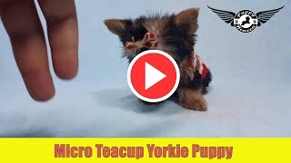 Micro Teacup Yorkie Puppy by PuppyHeavencom [upl. by Nnylak]