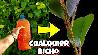 El AGUA que MATA y ELIMINA cualquier BICHO de tus PLANTAS  Insecticida casero  Huerto y Jardín [upl. by Orlanta]