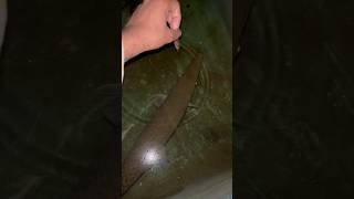 Tiger Fish Diya Aaj Copper Ko alligatorgarfish monsterfish tigerfish nature shorts [upl. by Alegre902]