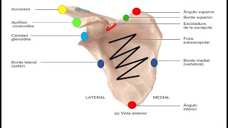 Escapula u Omóplato [upl. by Htebilil]