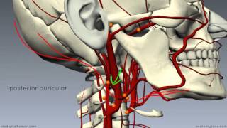 External Carotid Branches  3D Anatomy Tutorial [upl. by Lavoie]