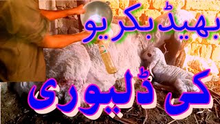 Sheep and Got Delivery treatment بھیڑ بکریوں کی ڈلیوری کے بعد اس کونسخےکھلانے کا طریقہ [upl. by Salchunas]