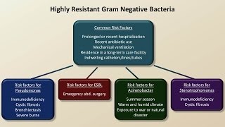 Antibiotics for Gram Negative Infections Antibiotics  Lecture 5 [upl. by Cristi359]