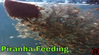 Piranha Feeding EPIC [upl. by Latsyrcal]