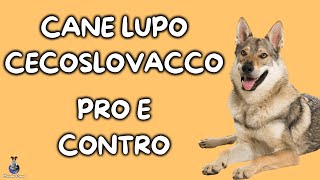 Cane Lupo Cecoslovacco Pro e Contro [upl. by Odlopoel]