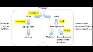 Tyrosinase Inbition  Skin lightener hair eyes  MC1R gene mutation  Sound healing subliminal [upl. by Fusuy]