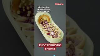 Endosymbiotic theory for origin of Mitochondria and Chloroplast neet semiautonomousorganelle [upl. by Arimay]