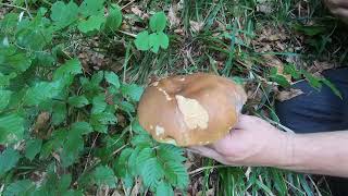 VRGANJ Boletus reticulatus [upl. by Gilles235]