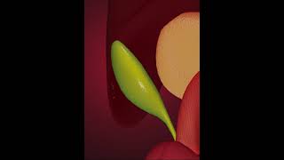 Digestive system Liver and digestive juices 3D Animation [upl. by Sidon]