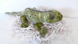 Tuatara With Sound [upl. by Carlynn]