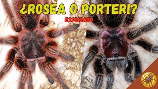 ¿GRAMMOSTOLA ROSEA O PORTERI  TODAS LAS TARÁNTULAS GRAMMOSTOLA DE CHILE EXPLICADAS [upl. by Ettezoj174]